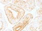  IL-6 (Interleukin-6) / Interferon beta-2 (Hybridoma Growth Factor) Antibody - With BSA and Azide